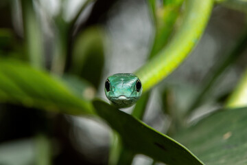 Close-up of a beautiful Western Natal Green Snake (Philothamnus occidentalis) in a tree