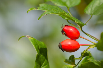 autumn harvest, two red rose hips close-up