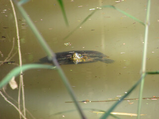 A small turtle with its head out of the water in a pond