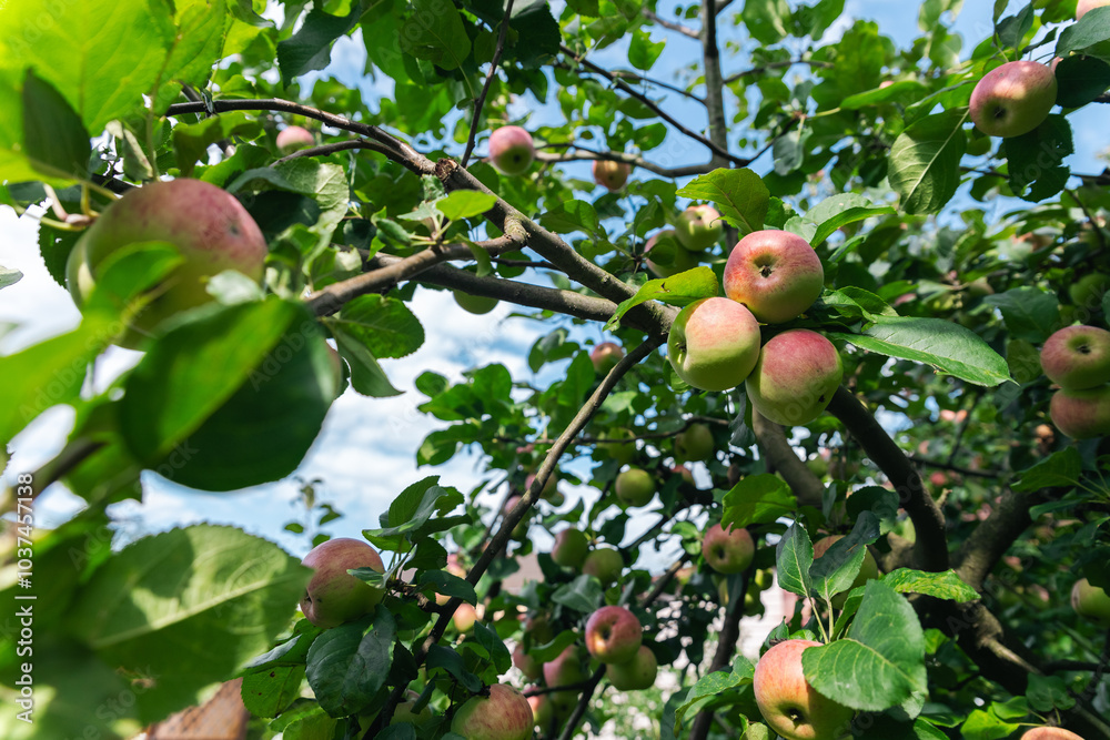 Wall mural Close-up of a cluster of apples hanging from a tree branch. The apples are a mix of red and green, indicating they're ripening well. The surrounding leaves are vibrant.