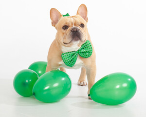 French Bulldog with green balloons