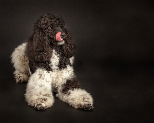 Standard Parti poodle dog on black background