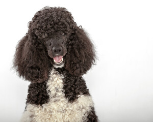Headshot of smiling parti poodle