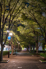 街灯が明るい木々に囲まれた夜の公園