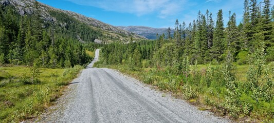 long gravel road through green forest in summer, northern norway