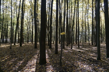 Obraz premium The play of light in the foliage of trees on a fine day in an autumn park. Rays of sun and shadows on the grass. A carpet of fallen leaves underfoot.