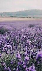 Fototapeta premium Lavender field in bloom, purple flowers.