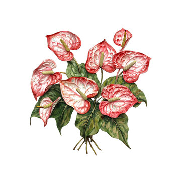recommend clip art: Bouquet of Pink Anthurium Flowers