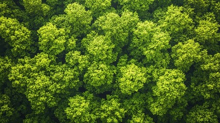Naklejka premium Aerial view of a young green forest, springtime foliage with lush greenery, sunlight filtering through the leaves
