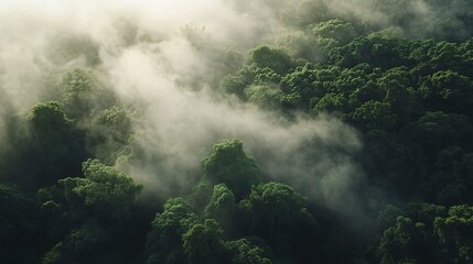 Misty Rainforest Canopy: Aerial view of lush green rainforest shrouded in mist, creating a serene and mystical atmosphere. Evokes a sense of tranquility and the beauty of untouched nature. 