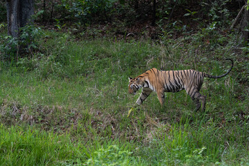 Bengal Tiger in the wild