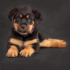 Rottweiler puppy on black background