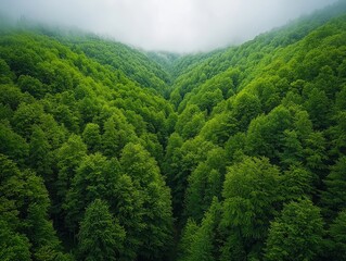 Lush Canopy Symmetry Tranquil Aerial View of Verdant Forest with Ethereal Lighting and Dense Foliage - Nature Photography and Environmental Conservation Concept