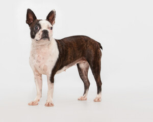 alert boxer with ears up on high key isolated white background