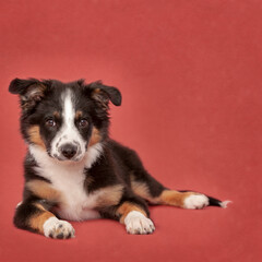 Border Collie Puppy in Studio on isolated red studio background