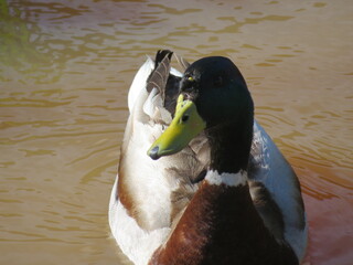 duck bird feathers beak hunting food animal flight swim © Malomalot