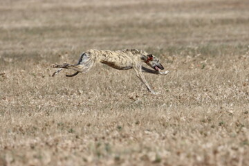 beautiful fast spanish greyhound dog energy hunting race