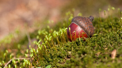 Obraz premium the acorn lies on the green moss of the autumn forest. juicy green moss and acorn, spring in the forest, bright natural background. acorn in an oak park, close-up, place for text