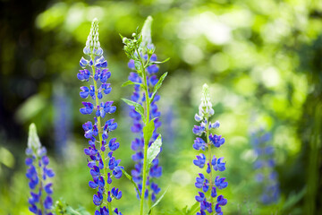 Obraz premium delicate and beautiful forest flowers close-up. A field of lupines with pink flowers. Purple lupine in the meadow. inflorescences of lupine. beautiful green blurred background, bokeh. Copy space