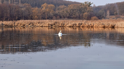 white swan swims in a lake. swan on the river, autumn background, with yellow leaves on a beautiful autumn, sunny day. wild bird in nature, natural habitat