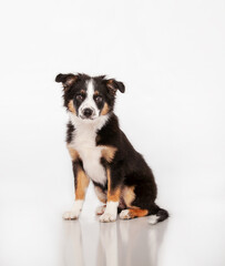 Border Collie Puppy in Studio on isolated background