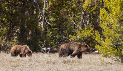 Fototapeta premium Grizzly Bear Sow and Cub in Grand Teton National Park Wyoming in Springtime