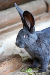 Blue-silver domestic pygmy rabbit