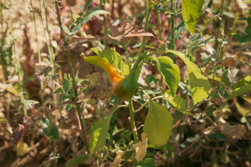 Green pepper grown in a backyard garden.