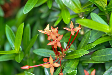 Ixora coccinea in Thailand. Photo of red flowers