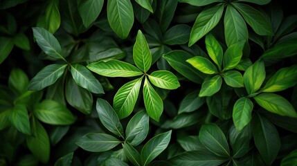 Lush Green Leaves in Natural Arrangement