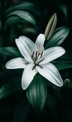 Obraz premium White lily flower with dark green leaves.