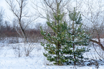 Pine seedlings at christmas tree farm in winter. Young spruce in deep white snow in new forest. Evergreen coniferous tree in cold temperature. Reforestation concept and plant nursery. Pine woodland.