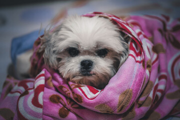 Close-up of a white lshih tzu.