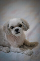 Close-up of a white shih tzu.