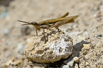 Gemeine Kegelkopfschrecke - Männchen // Gaudy grasshopper (Pyrgomorpha conica) - Insel Milos, Kykladen, Griechenland