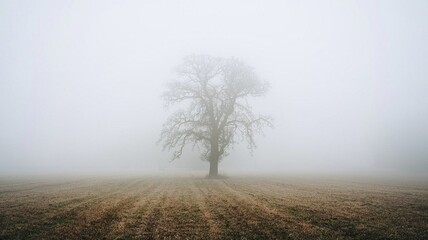 Foggy Field with a Lonely Tree