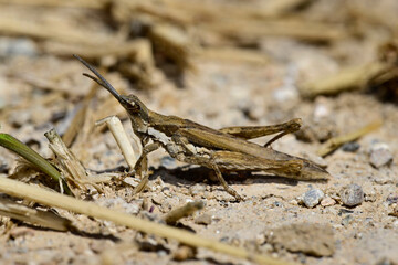 Gemeine Kegelkopfschrecke - Männchen // Gaudy grasshopper (Pyrgomorpha conica) - Insel Milos, Kykladen, Griechenland
