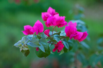 Obraz premium Close up of a pink bougainvillea flower.
