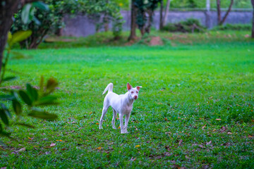 Obraz premium White dog standing in the garden.