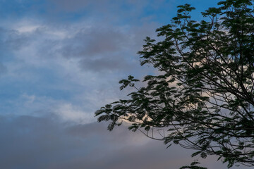 View of tree and sky from the ground.