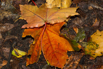 Kolorowe jesienne liście © Krzysztof