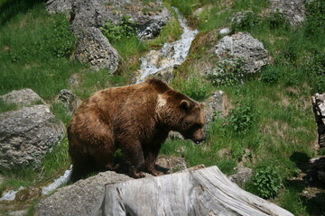 brown bear 