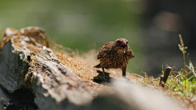 SLOMO Red-winged Blackbird (Agelaius phoeniceus) fledgling beggig for food then picking up stick. Captured at 120 frames per second.