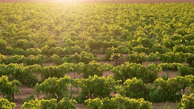 VI&Ntilde;EDO DE CASTILLA LA MANCHA