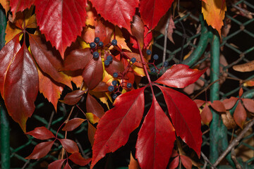 Kolorowe jesienne liście © Krzysztof