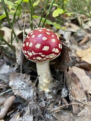fly agaric mushroom