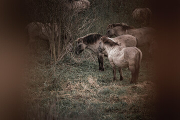 Konik horse breed living in herd pony Netherlands © PIC by Femke