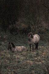 Konik horse breed living in herd pony Netherlands © PIC by Femke