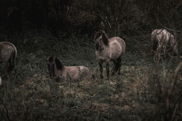 Konik horse breed living in herd pony Netherlands © PIC by Femke