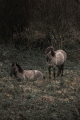 Konik horse breed living in herd pony Netherlands © PIC by Femke
